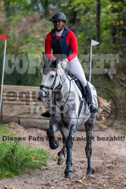 Goldene Schärpe 2020 - Pferde