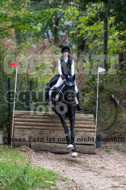 Goldene Schärpe 2020 - Pferde