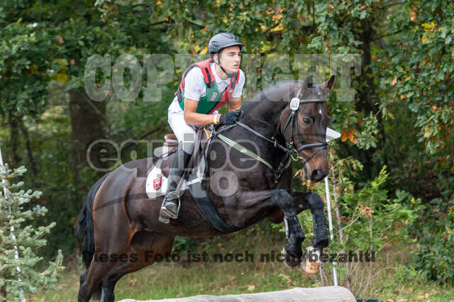 Goldene Schärpe 2020 - Pferde