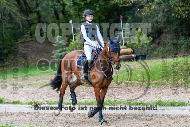 Goldene Schärpe 2020 - Pferde