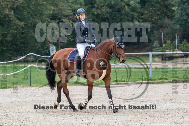 Goldene Schärpe 2020 - Pferde