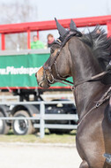 Eventing Langenfeld 2018