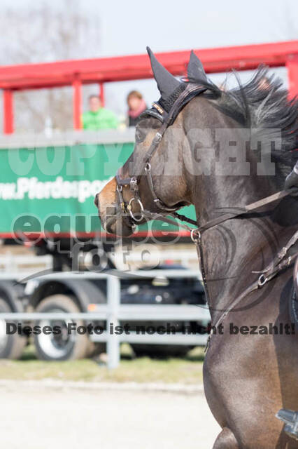 Eventing Langenfeld 2018