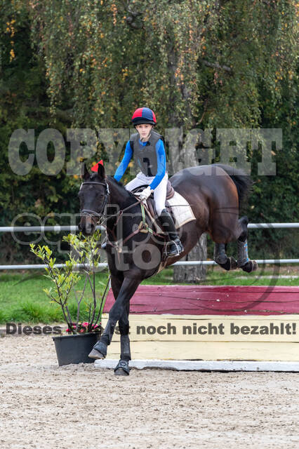 Goldene Schärpe 2020 - Pferde