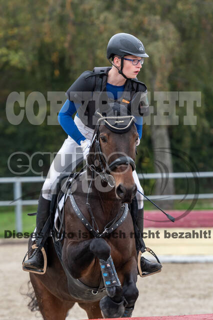 Goldene Schärpe 2020 - Pferde