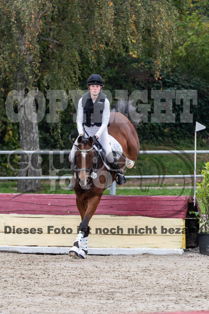 Goldene Schärpe 2020 - Pferde