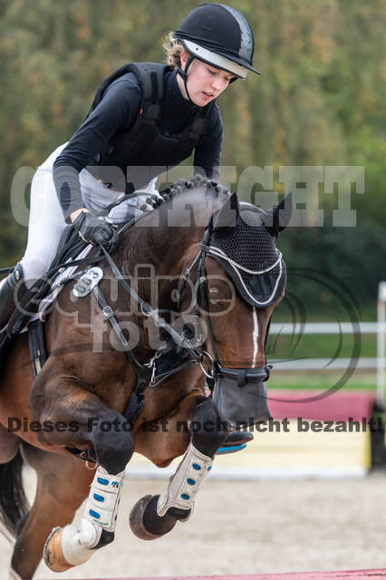 Goldene Schärpe 2020 - Pferde