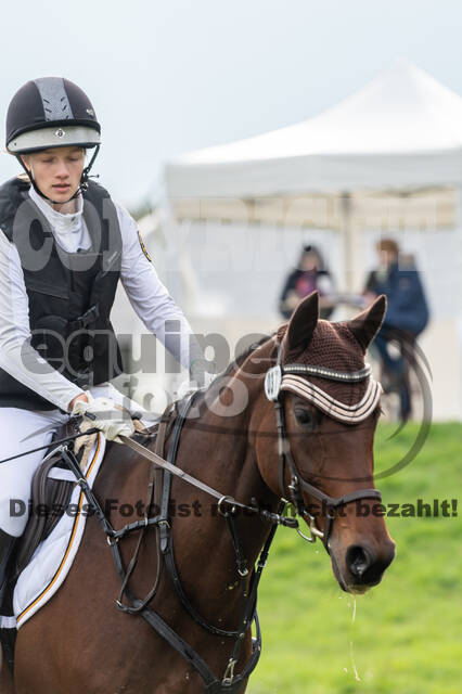 Goldene Schärpe 2020 - Pferde