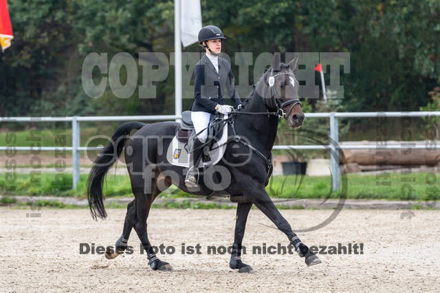 Goldene Schärpe 2020 - Pferde