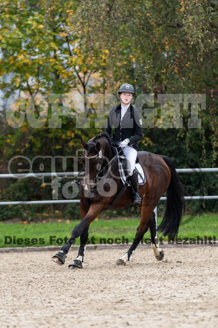 Goldene Schärpe 2020 - Pferde