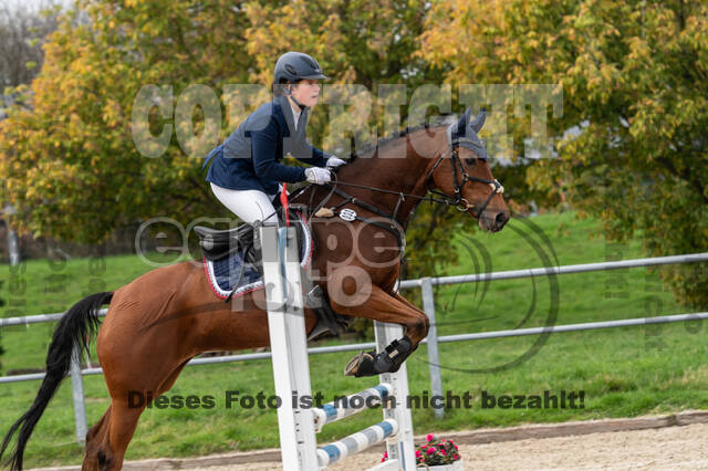 Goldene Schärpe 2020 - Pferde