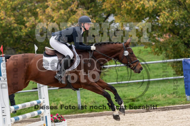 Goldene Schärpe 2020 - Pferde