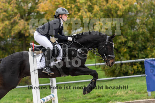 Goldene Schärpe 2020 - Pferde