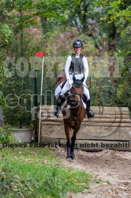 Goldene Schärpe 2020 - Pferde