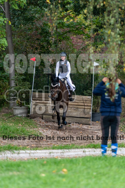 Goldene Schärpe 2020 - Pferde