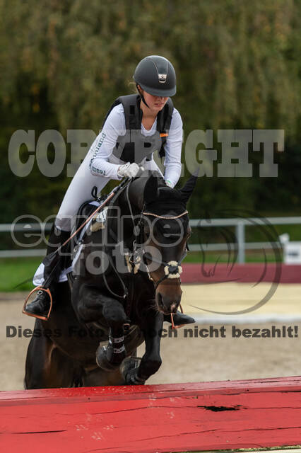 Goldene Schärpe 2020 - Pferde