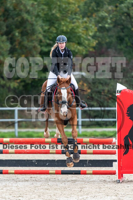 Goldene Schärpe 2020 - Pferde