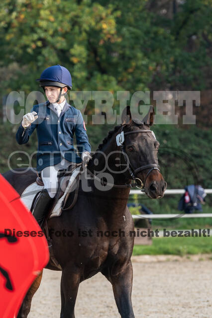 Goldene Schärpe 2020 - Pferde