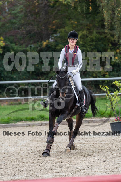 Goldene Schärpe 2020 - Pferde