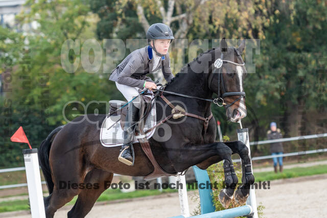 Goldene Schärpe 2020 - Pferde