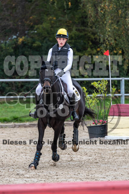 Goldene Schärpe 2020 - Pferde