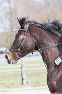 Eventing Langenfeld