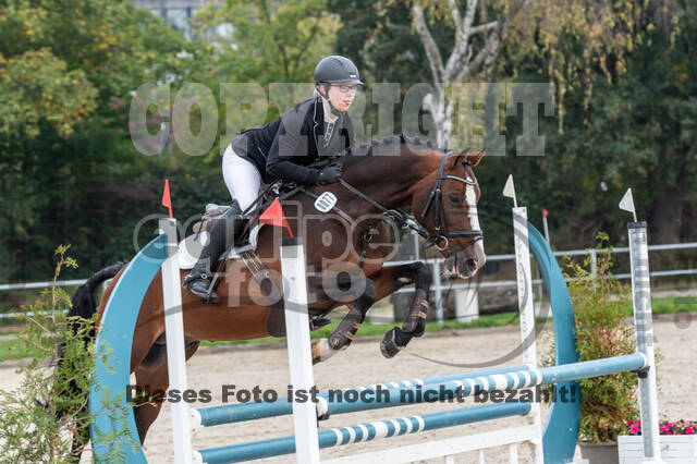 Goldene Schärpe 2020 - Pferde