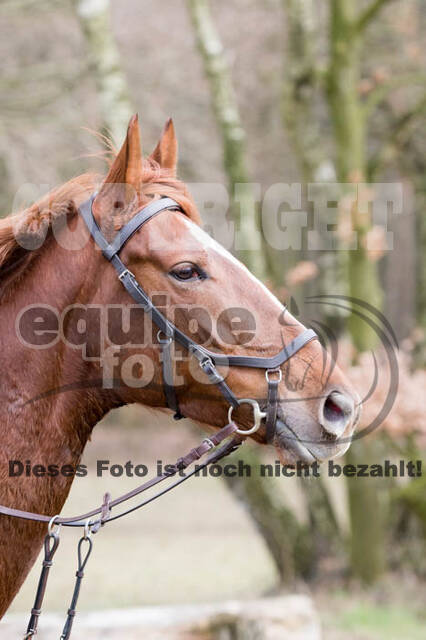 Geländetraining RSV St. Hubertus Wesel Obrighoven (10.+11.03.2018)