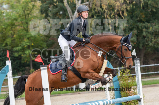 Goldene Schärpe 2020 - Pferde