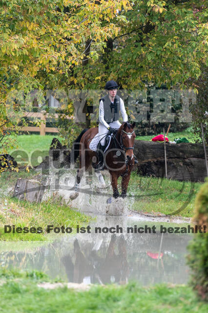 Goldene Schärpe 2020 - Pferde