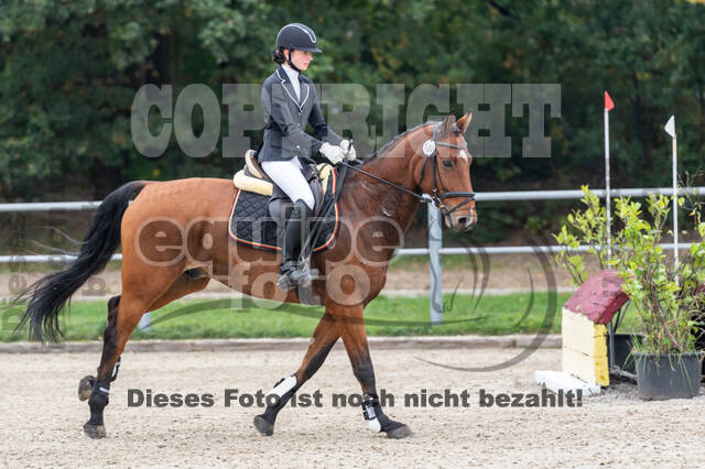 Goldene Schärpe 2020 - Pferde