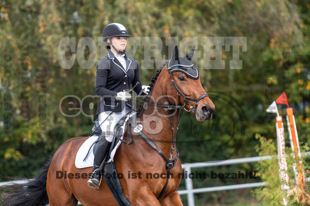 Goldene Schärpe 2020 - Pferde