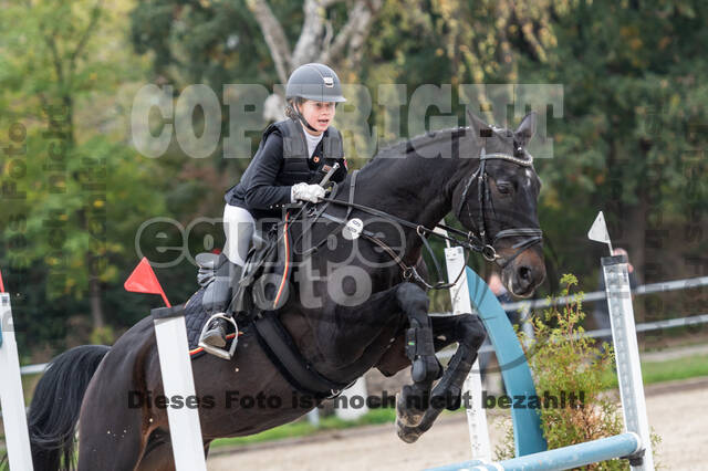 Goldene Schärpe 2020 - Pferde