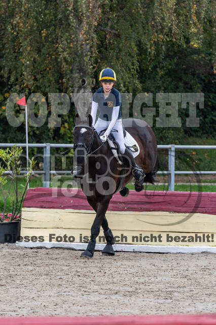 Goldene Schärpe 2020 - Pferde