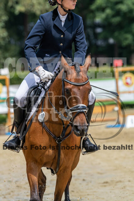 Goldene Schärpe 2021 - Ponys
