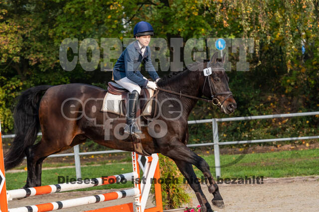 Goldene Schärpe 2020 - Pferde