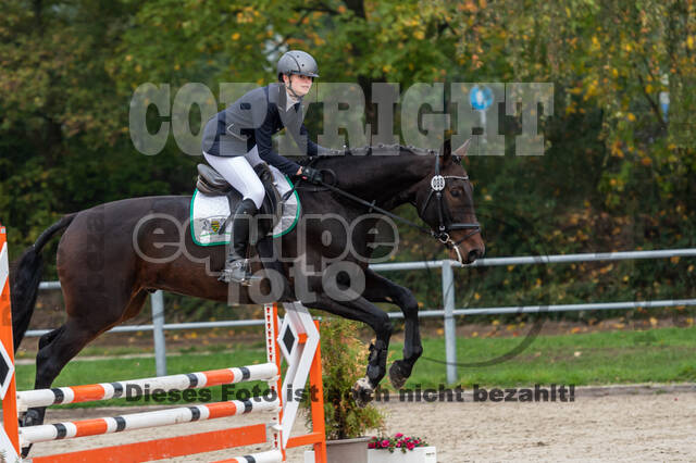 Goldene Schärpe 2020 - Pferde