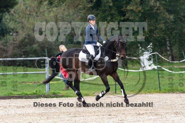 Goldene Schärpe 2020 - Pferde