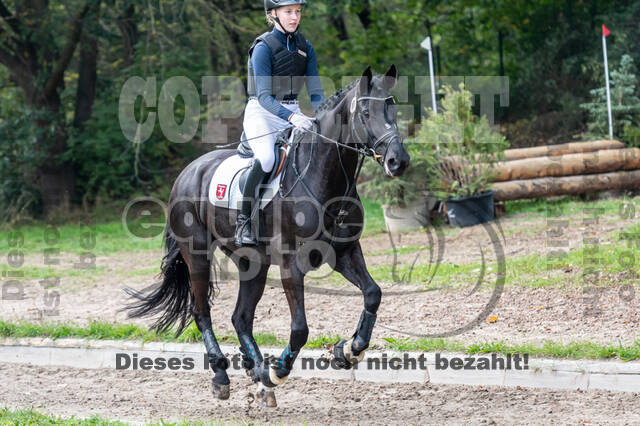 Goldene Schärpe 2020 - Pferde