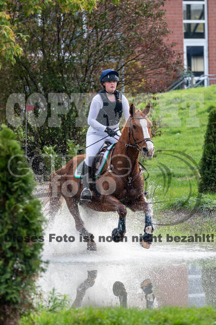 Goldene Schärpe 2020 - Pferde