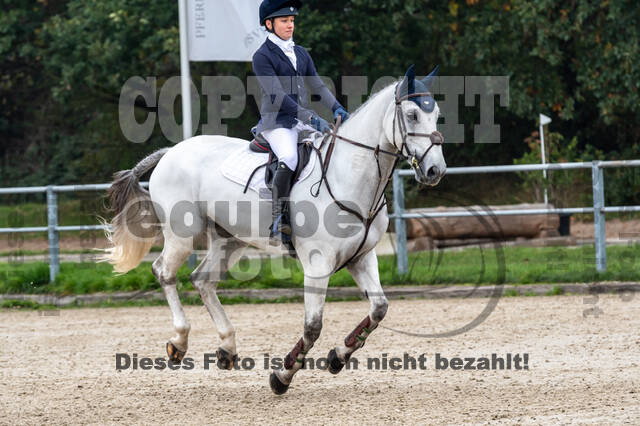 Goldene Schärpe 2020 - Pferde