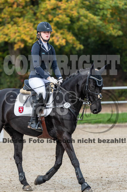 Goldene Schärpe 2020 - Pferde