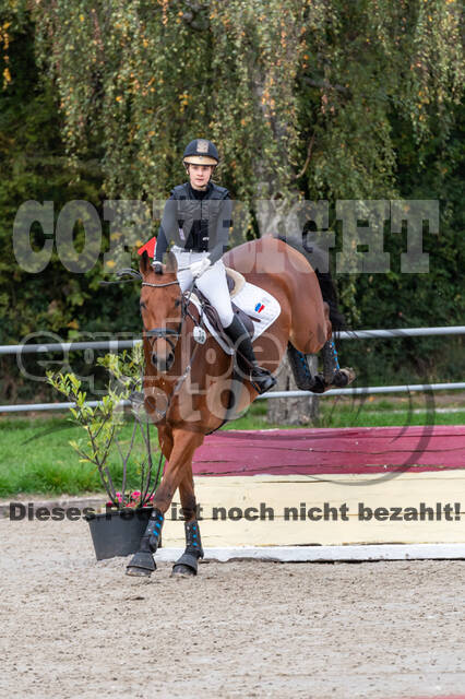 Goldene Schärpe 2020 - Pferde