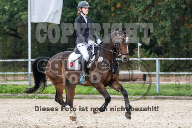 Goldene Schärpe 2020 - Pferde