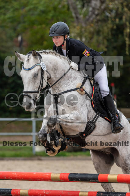 Goldene Schärpe 2020 - Pferde