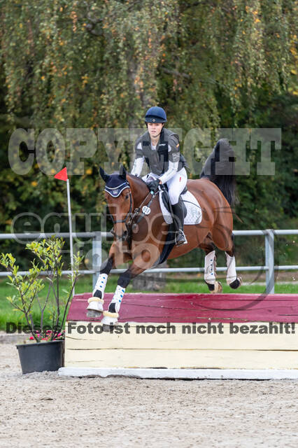 Goldene Schärpe 2020 - Pferde