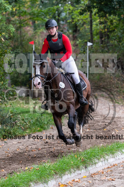 Goldene Schärpe 2020 - Pferde