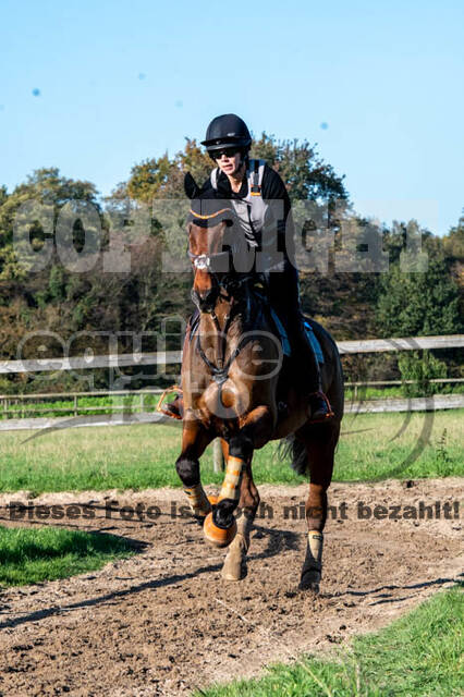 Vielseitigkeitslehrgang mit Jürg Kurbel (9.+10.11.2019)