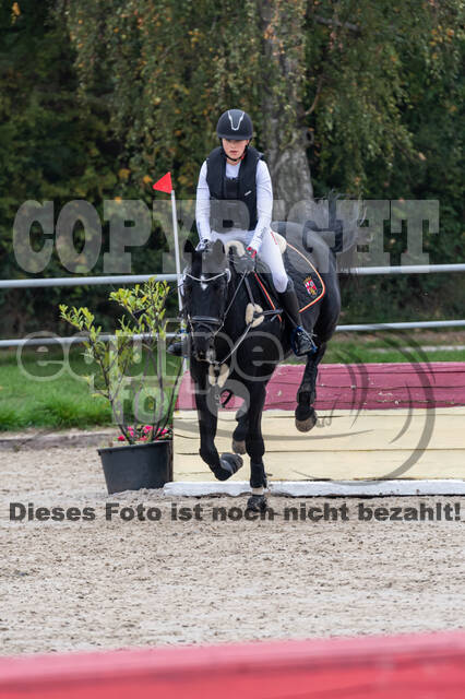 Goldene Schärpe 2020 - Pferde