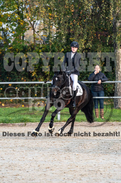 Goldene Schärpe 2020 - Pferde